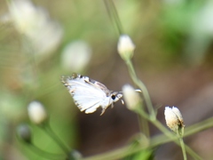 Chiomara asychis