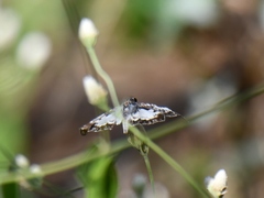 Chiomara asychis