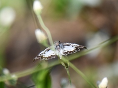 Chiomara asychis