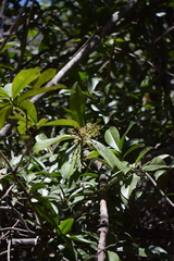 Ardisia revoluta