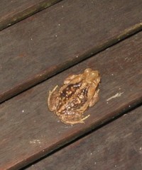 Rhinella diptycha