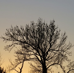 Sweetgum (Liquidambar macrophylla)
