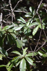 Ardisia revoluta