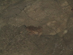 Rhinella diptycha