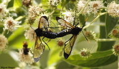 Isanthrene incendiaria