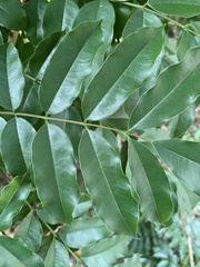 Andira