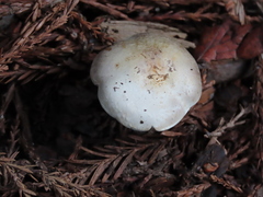 Agaricus kerriganii