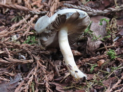 Agaricus kerriganii