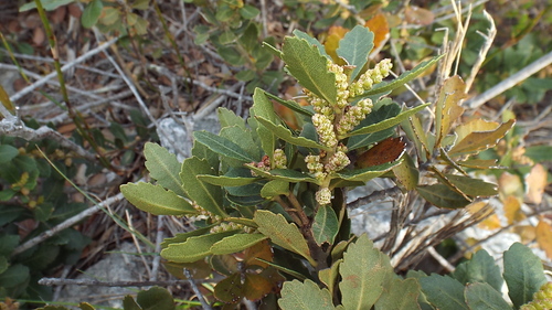 Image of Peninsula Waxberry (Morella diversifolia) by (c) Charles Stirton, some rights reserved (CC BY-SA)