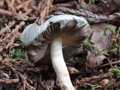 Agaricus kerriganii