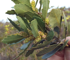 Morella diversifolia