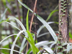 Pseudophasma bispinosum