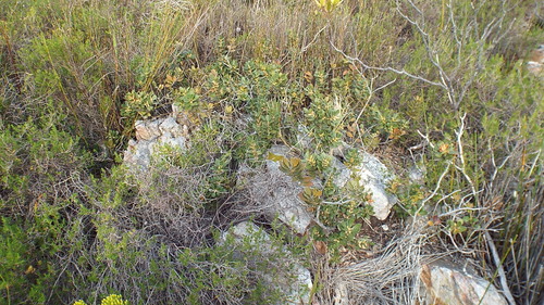 Image of Morella diversifolia by (c) Charles Stirton, some rights reserved (CC BY-SA)