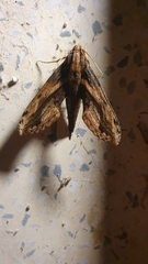 Xylophanes crenulata