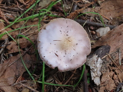 Inocybe pallidicremea