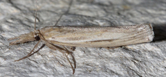 Thaumatopsis edonis