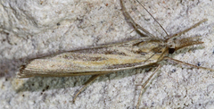 Thaumatopsis pexellus