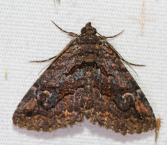 Zaleops umbrina