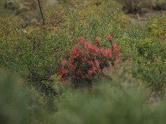 Tristerix verticillatus