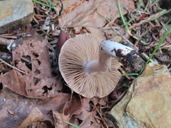 Inocybe pallidicremea