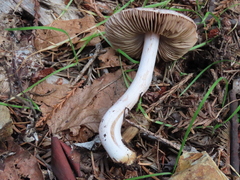 Inocybe pallidicremea