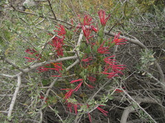 Tristerix verticillatus