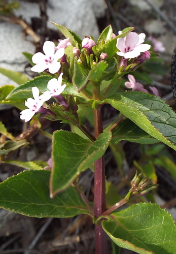 Image of Teedia lucida by (c) Charles Stirton, some rights reserved (CC BY-SA)