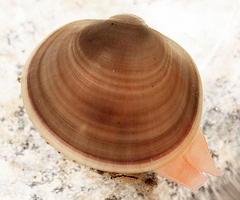 Musculium lacustre