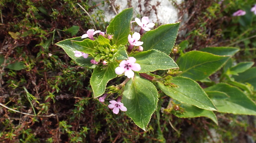 Image of Teedia lucida by (c) Charles Stirton, some rights reserved (CC BY-SA)