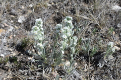 Oreocarya spiculifera