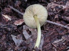 Pluteus vellingae