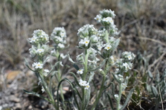 Oreocarya spiculifera
