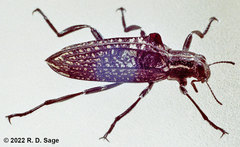 Homocyrtus dromedarius