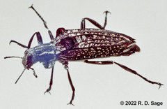 Homocyrtus dromedarius