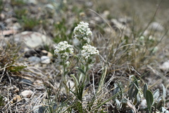 Oreocarya spiculifera