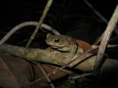 Rhinella merianae