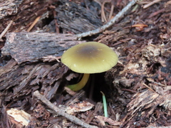 Pluteus vellingae