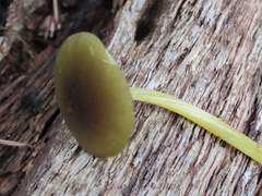 Pluteus vellingae