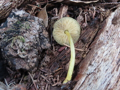 Pluteus vellingae