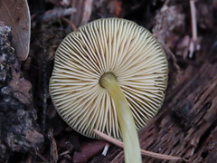 Pluteus vellingae