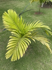 Chamaedorea cataractarum