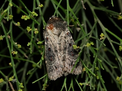 Proteuxoa rubripuncta