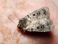 Proteuxoa rubripuncta