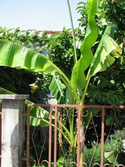 Musa basjoo