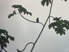 Cephalopterus ornatus