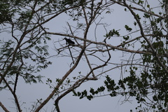 Cephalopterus ornatus