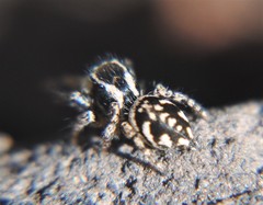 Habronattus cambridgei