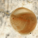 Holarctic Clam Shrimp - Photo (c) Tom Murray, some rights reserved (CC BY-NC), uploaded by Tom Murray