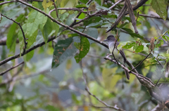 Myiarchus ferox
