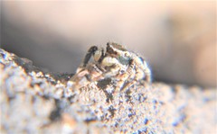 Habronattus cambridgei